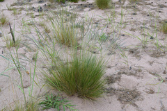 Festuca beckeri