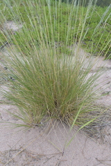 Festuca beckeri