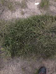 Aspalathus hispida albiflora