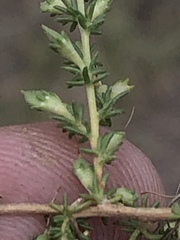 Aspalathus hispida albiflora