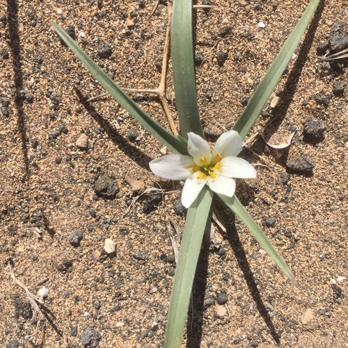 Colchicum psammophilum (Colchicum psammophilum)