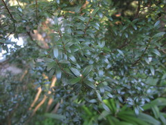 Myrtus communis tarentina