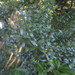 Myrtus communis tarentina - Photo 由 Duarte Frade 所上傳的 (c) Duarte Frade，保留部份權利CC BY