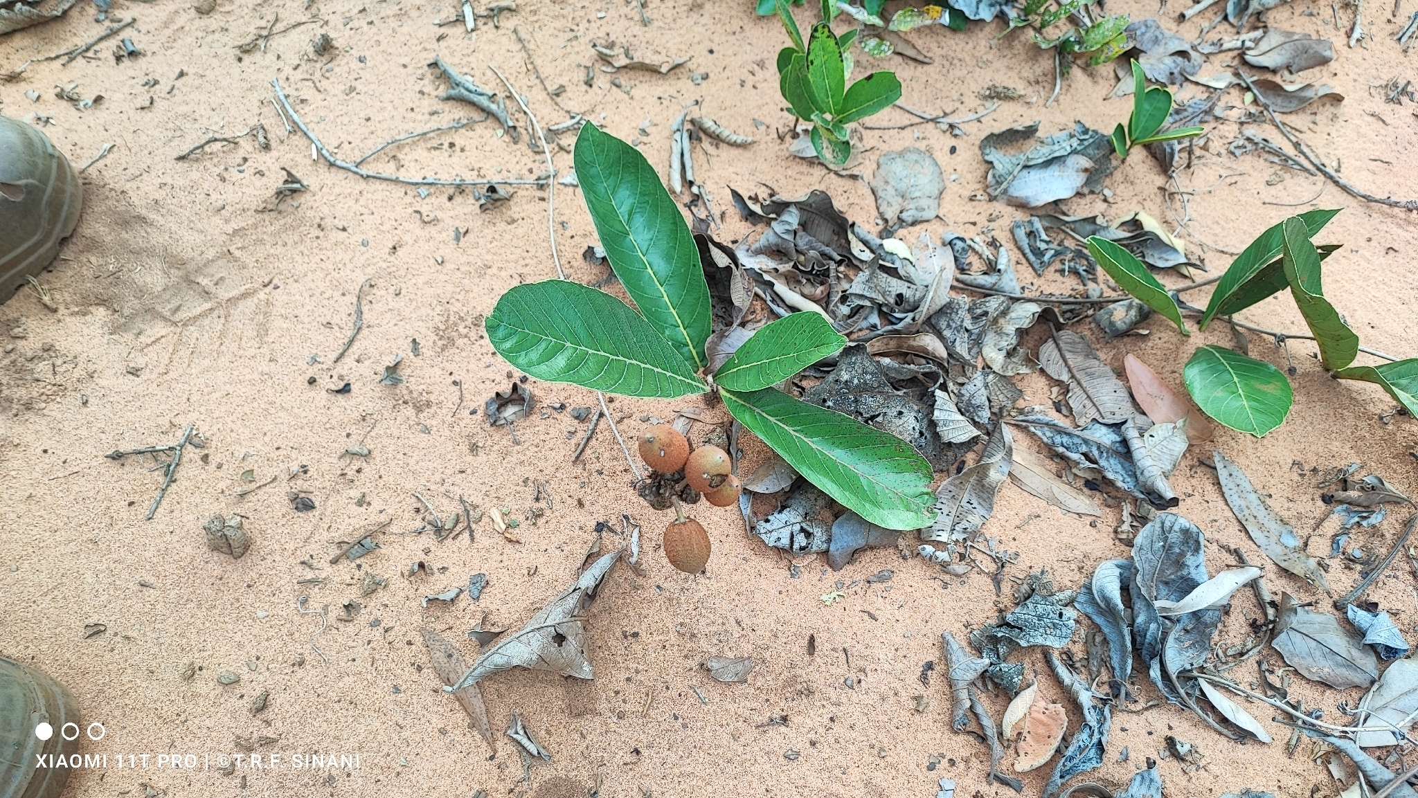 Pradosia brevipes