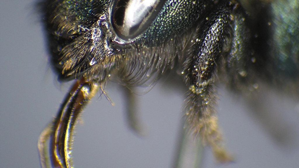 Osmia densa