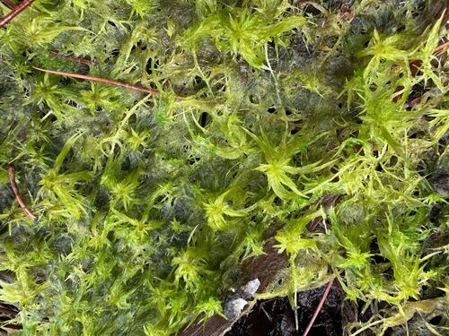 Sphagnum trinitense observed 2025-11-30