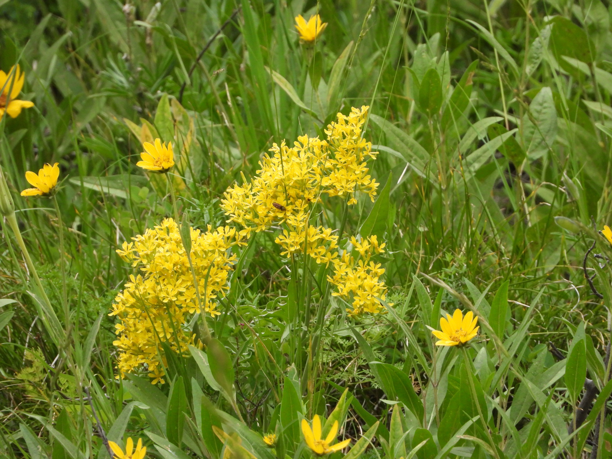Tapertip Hawksbeard (Crepis acuminata)