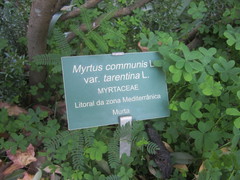 Myrtus communis tarentina