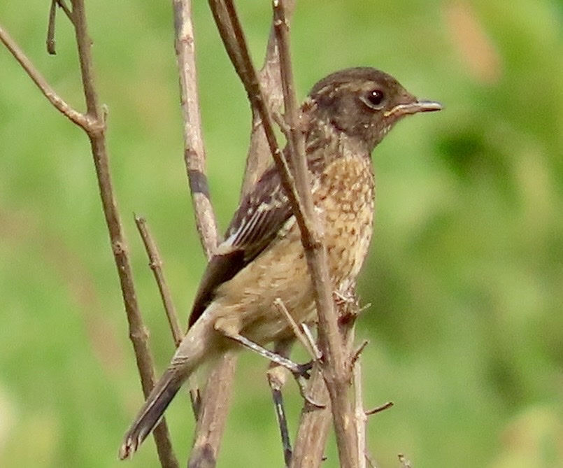 African Stonechat