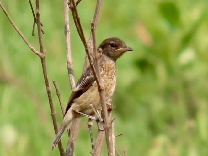 African Stonechat