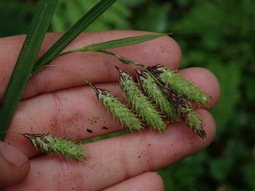 Carex mertensii iNat (2)