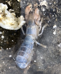 Upogebia affinis