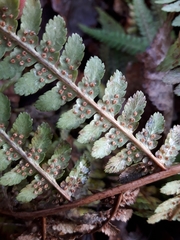 Dryopteris filix-mas