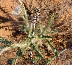 Lindenia tetraphylla