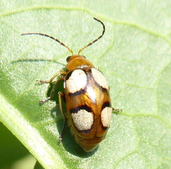 Monolepta bioculata