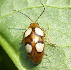 Monolepta bioculata