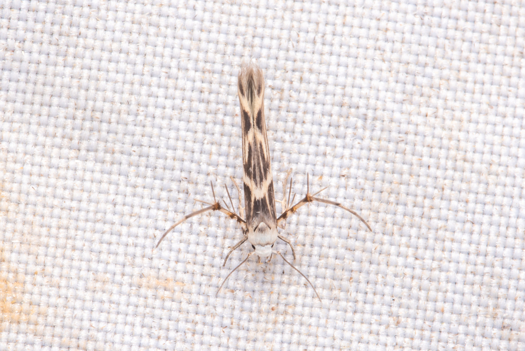 Palumbina oxyprora