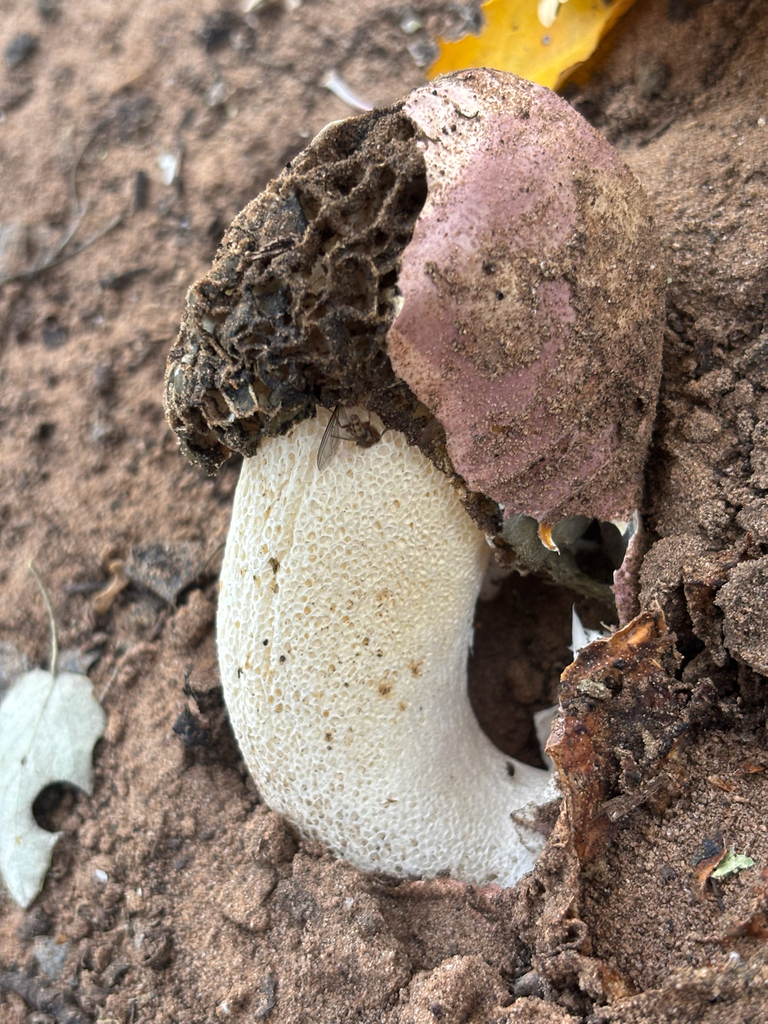 Phallus hadriani · November 2025 · photo: © dbugs (iNaturalist, CC)