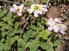 Lantana balansae