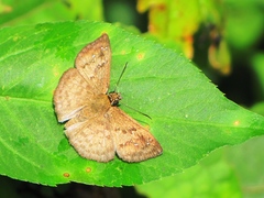 Carrhenes fuscescens