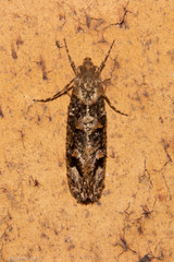 Lysiphragma epixyla