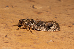 Lysiphragma epixyla