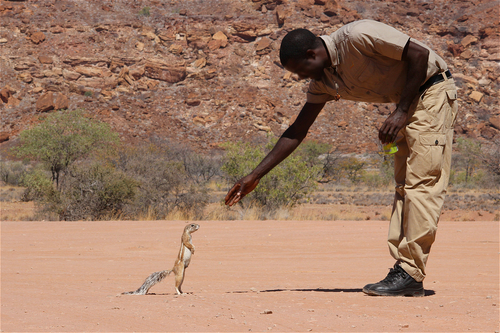 Damara Ground Squirrel