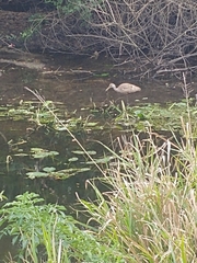 Aramus guarauna image