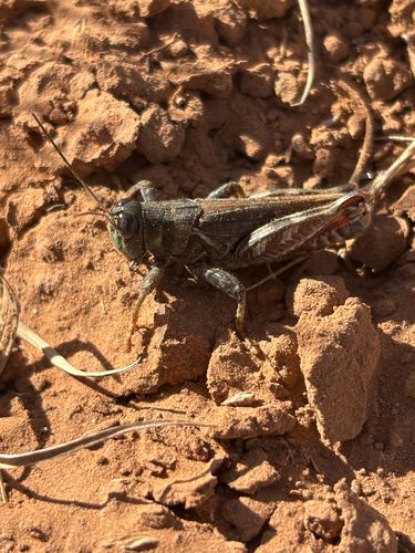 Gladston's Spur-throat Grasshopper photo 4