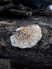Trametes betulina
