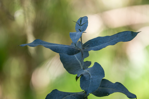 Eucalyptus globulus observed 2025-11-30