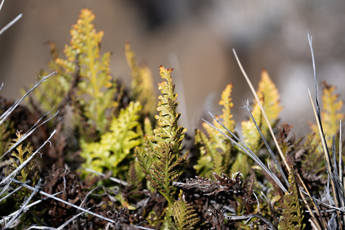 Asplenium adiantum-nigrum observed 2025-11-30
