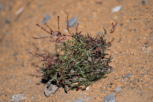 Rumex acetosella observed 2025-11-30