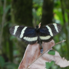 Heliconius hewitsoni