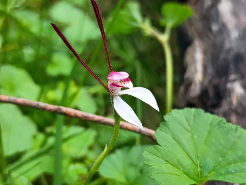 Rabbit Orchid (Leptoceras menziesii)