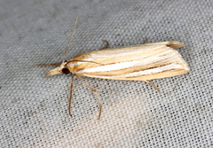 Hednota bivittella