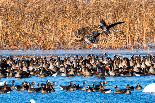 Greater White-fronted Goose