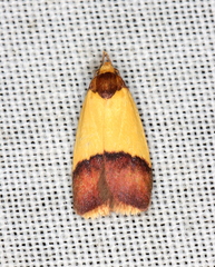 Heteroteucha dichroella