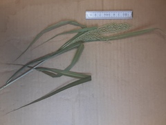Panicum antidotale