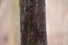 Cryptostroma corticale