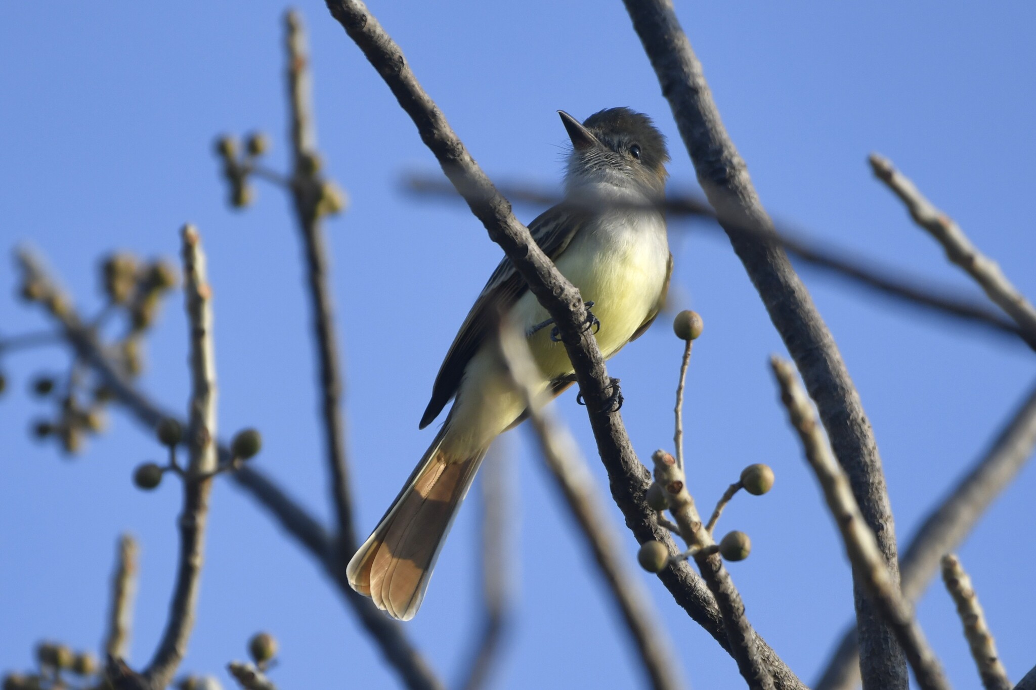 Nutting's Flycatcher (Myiarchus nuttingi), photo 8