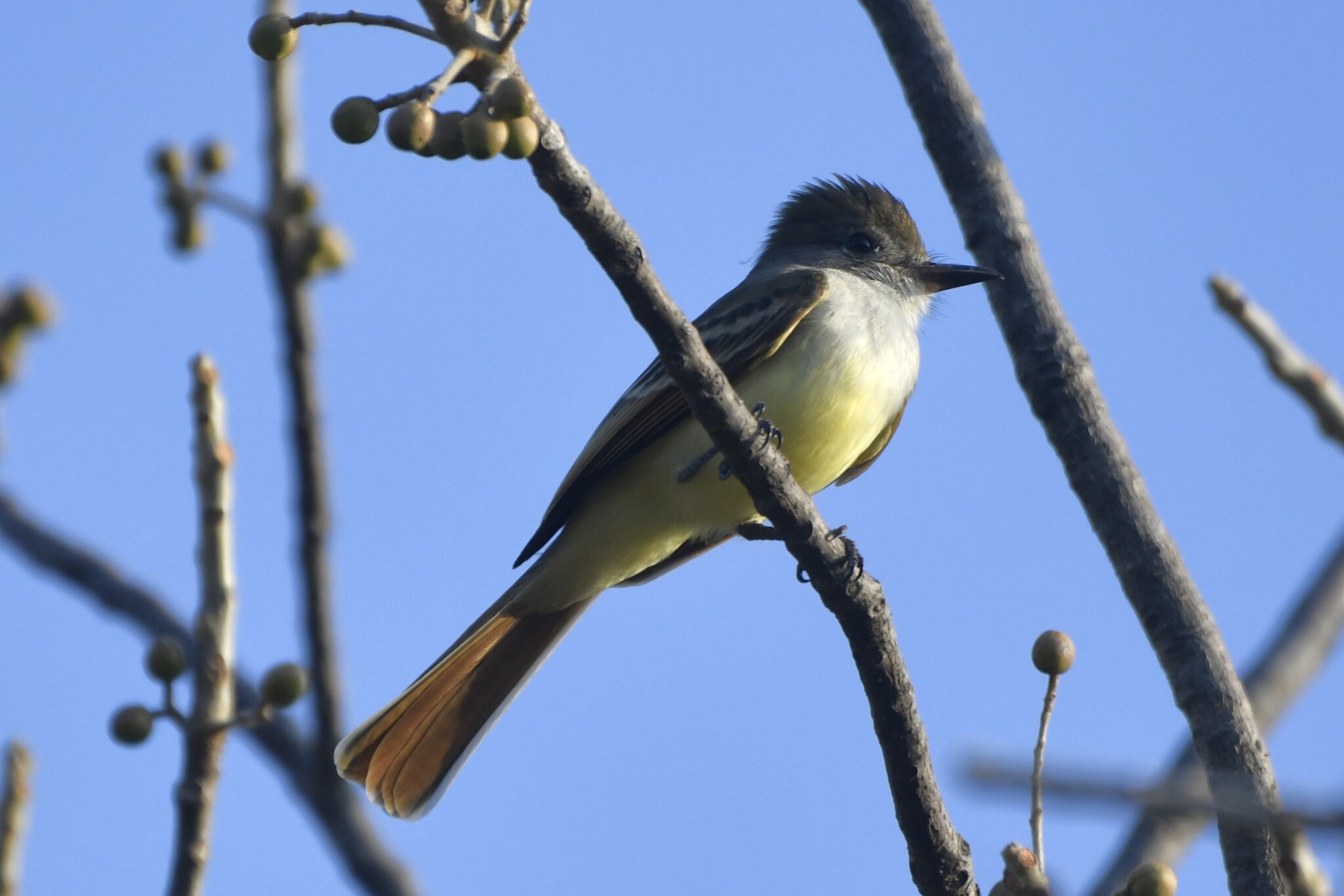 Nutting's Flycatcher (Myiarchus nuttingi), photo 9