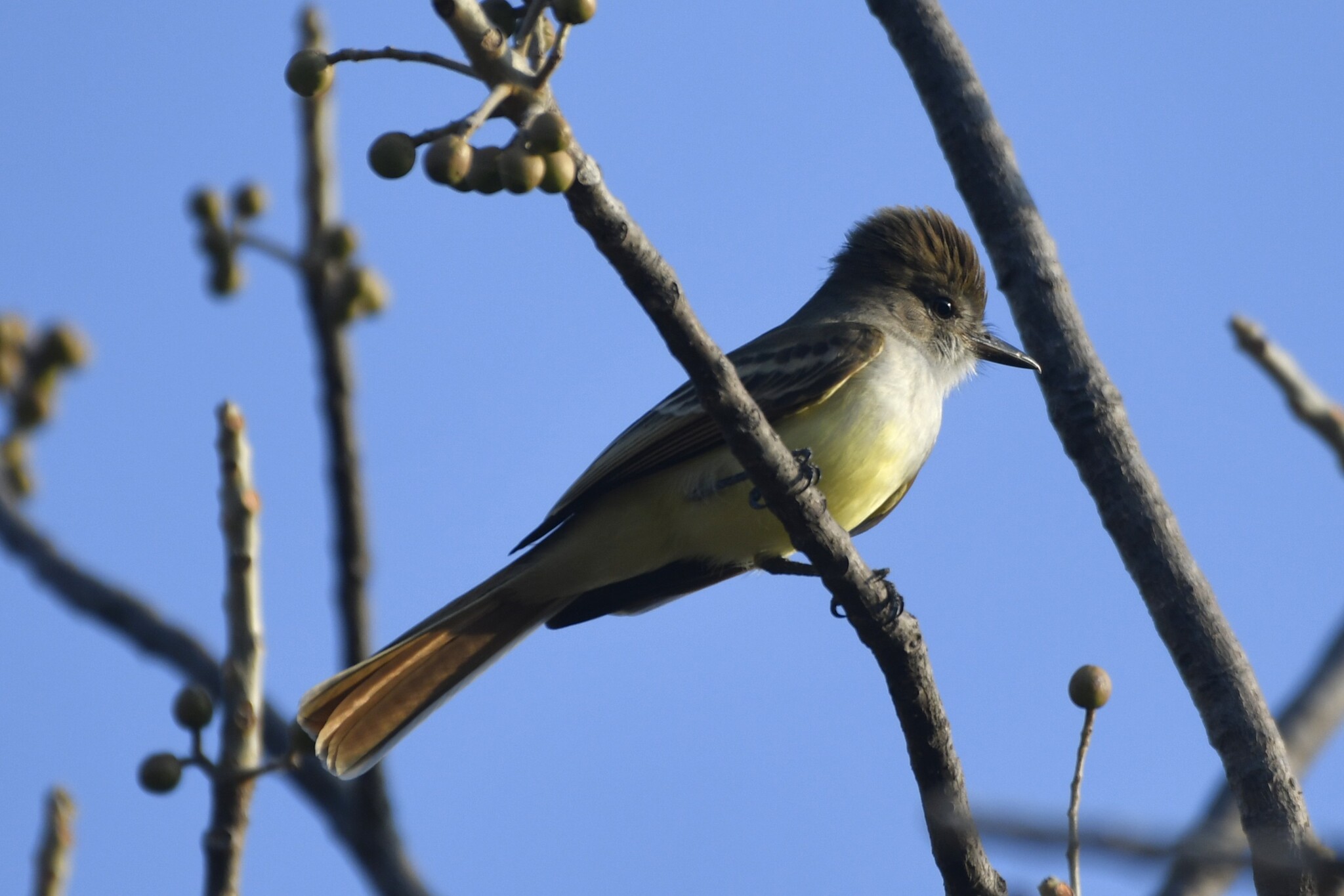 Nutting's Flycatcher (Myiarchus nuttingi), photo 10