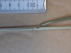 Panicum antidotale