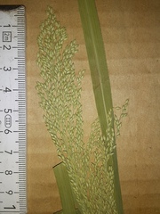 Panicum antidotale