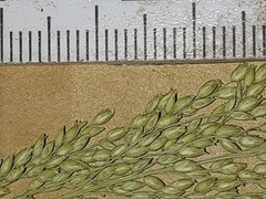 Panicum antidotale