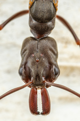 Odontomachus simillimus