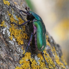 Protaetia cuprea cuprea