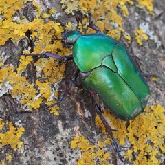 Protaetia cuprea cuprea