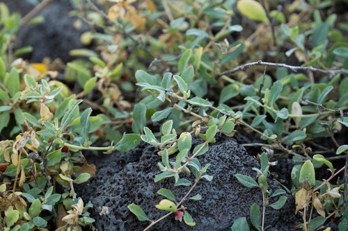 Atriplex semibaccata observed 2025-12-02